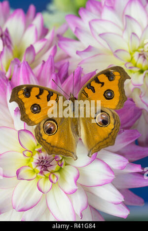 Peacock pansy, Junonia almana trovata nel sud-est asiatico, in rosa e bianco Dahlia Foto Stock