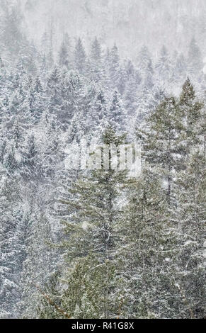 Alberi sempreverdi ricoperta di neve vicino a Snoqualmie Falls, nello Stato di Washington Foto Stock