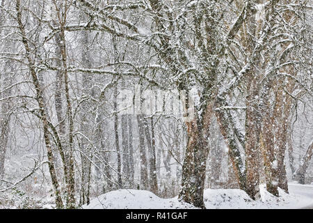 Neve fresca sui Snoqualmie, nello Stato di Washington Foto Stock