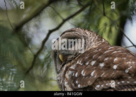 Stati Uniti d'America, nello Stato di Washington. Bloccate Allocco (Strix varia) posatoi nel parco boscoso di Seattle. Foto Stock