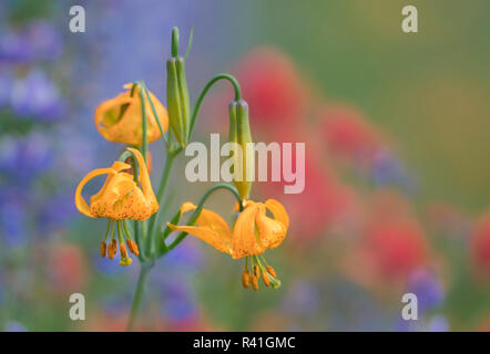 Stati Uniti d'America, nello Stato di Washington. Columbia Lily (Lilium columbianum), lupino indiano e il pennello fiori selvatici a Hurricane Ridge, il Parco Nazionale di Olympic. Foto Stock