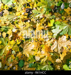 Giallo verde acero e Betulla foglie in autunno Foto Stock