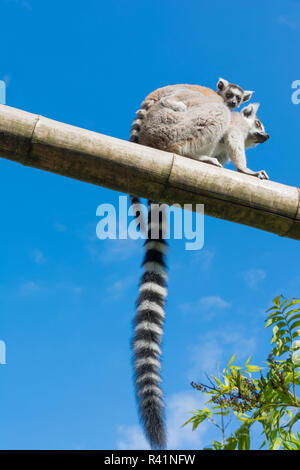 Anello-tailed lemur Foto Stock