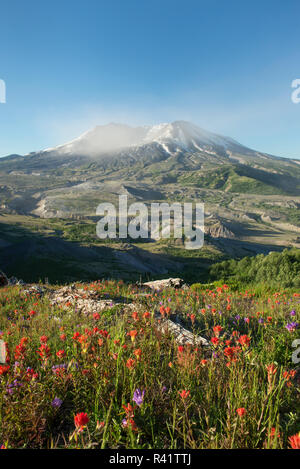 Mattina vento di cenere dal cratere, fiori selvatici sono in crescita nel paesaggio devastato di Mt. Sant Helens, un vulcano che ha eruttato nel Maggio, 1980 Foto Stock