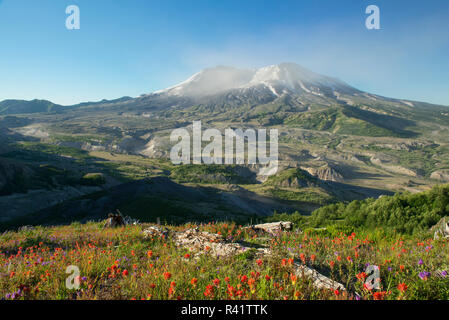 Mattina vento di cenere dal cratere, fiori selvatici sono in crescita nel paesaggio devastato di Mt. Sant Helens, un vulcano che ha eruttato nel Maggio, 1980 Foto Stock