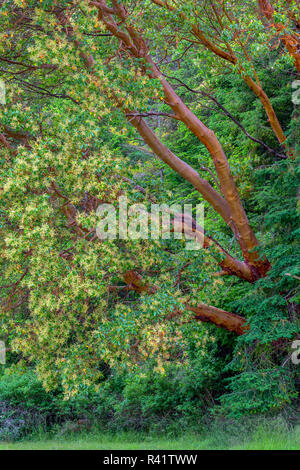Stati Uniti d'America, nello Stato di Washington, San Juan Island National Historical Park, campo inglese, Pacific madrone alberi fioriscono a fianco di abete di Douglas. Foto Stock