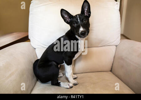 Tre mesi di età Basenji cucciolo seduta su una poltrona. (PR) Foto Stock