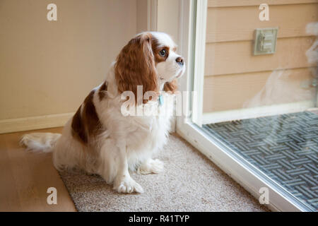 Mandy, un Cavalier King Charles Spaniel in attesa da una porta a vetri scorrevole per essere lasciate fuori. (PR) Foto Stock