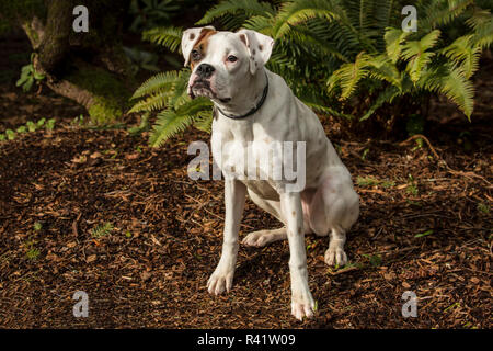 Issaquah, nello Stato di Washington, USA. Nikita, un boxer cucciolo seduto nel suo cortile vicino al Western Swordferns. (PR) Foto Stock