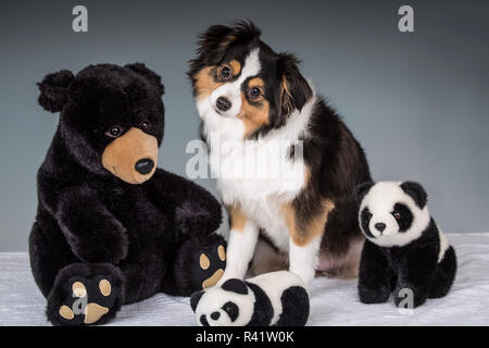 Miniatura (o) Giocattolo pastore australiano cucciolo posa con farcite porta. (PR) Foto Stock