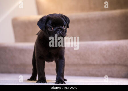 Fitzgerald, 10 settimane vecchio nero Pug cucciolo in piedi su una moquette scale. (PR) Foto Stock