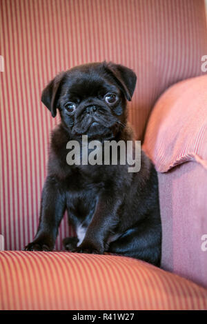 Fitzgerald, 10 settimane vecchio nero Pug cucciolo seduto in una sedia rivestita. (PR) Foto Stock