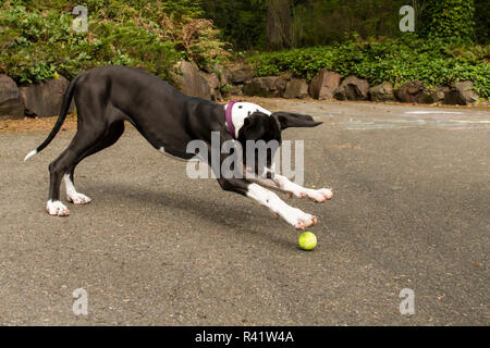 Issaquah, nello Stato di Washington, USA. Sei mesi Alano cucciolo spolvero su una palla da tennis che è stato gettato per lei. (PR) Foto Stock