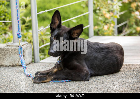 Issaquah, nello Stato di Washington, USA. Quattro mesi pastore tedesco cucciolo in appoggio nel vialetto. (PR) Foto Stock