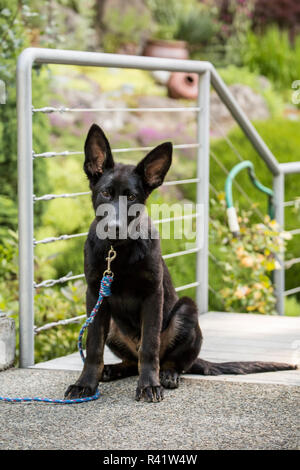 Issaquah, nello Stato di Washington, USA. Quattro mesi pastore tedesco cucciolo seduto nel vialetto. (PR) Foto Stock