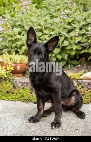 Issaquah, nello Stato di Washington, USA. Quattro mesi pastore tedesco cucciolo. (PR) Foto Stock