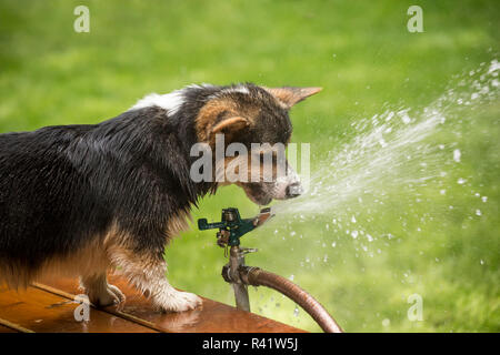 Issaquah, nello Stato di Washington, USA. Sei mesi cucciolo Corgi cercando di bere da prato irrigatore. (PR) Foto Stock