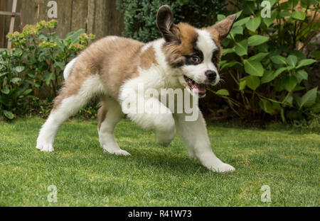 Renton, nello Stato di Washington, USA. Tre mesi di Old San Bernardo cucciolo cercando wild-eyed come egli mantiene il titolo nel suo cortile. (PR) Foto Stock