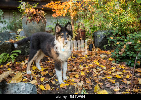 Bothell, nello Stato di Washington, USA. Quindici settimane vecchio ruvido Collie puppy in posa nel suo cortile. (PR) Foto Stock