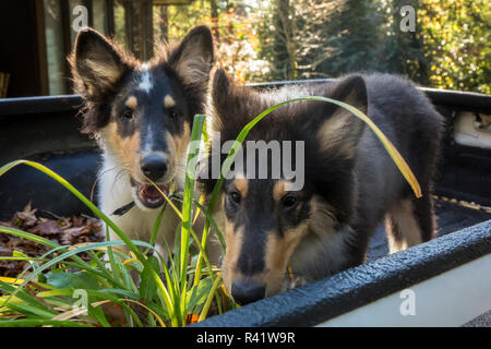 Bothell, nello Stato di Washington, USA. Due quindici settimane vecchio ruvido Cuccioli Collie e in attesa nel retro di un camioncino. (PR) Foto Stock