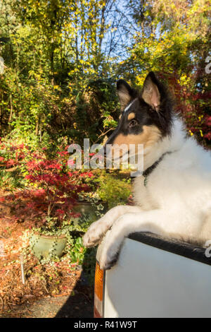 Bothell, nello Stato di Washington, USA. Ritratto di quindici settimane vecchio ruvido Collie puppy in attesa nella parte posteriore di un carrello di prelievo. (PR) Foto Stock