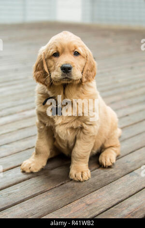 Issaquah, nello Stato di Washington, USA. Otto settimane vecchio Golden Retriever cucciolo seduto su un ponte di legno. (PR) Foto Stock