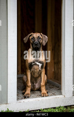 Issaquah, nello Stato di Washington, USA. Quattro mesi Ridgeback rhodesiano cucciolo seduto nella sua grande piscina doghouse. (PR) Foto Stock