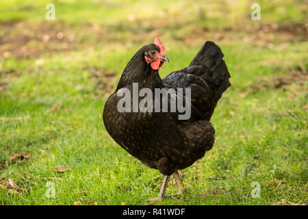 Issaquah, nello Stato di Washington, USA. Free-ranging black australorp pollo. (PR)