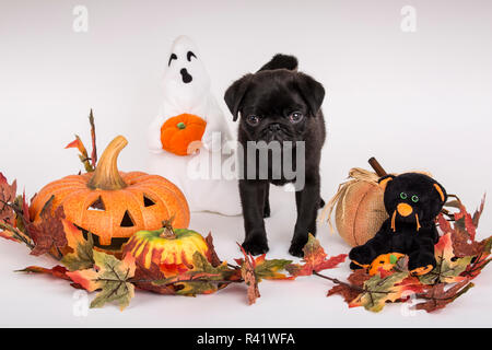 10 settimana vecchio nero Pug cucciolo circondato da decorazioni di Halloween. (PR) Foto Stock