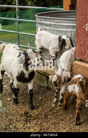 Issaquah, nello Stato di Washington, USA. Capra madre a guardare oltre la sua 12 giorno vecchia razza mista Nubian e Boer capretti di esplorare al di fuori del loro granaio. (PR) Foto Stock