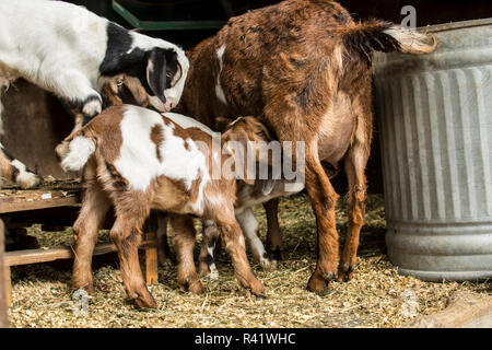 Issaquah, nello Stato di Washington, USA. Due 12 giorno vecchia razza mista Nubian e Boer capretti nursing come un altro guarda a. (PR) Foto Stock