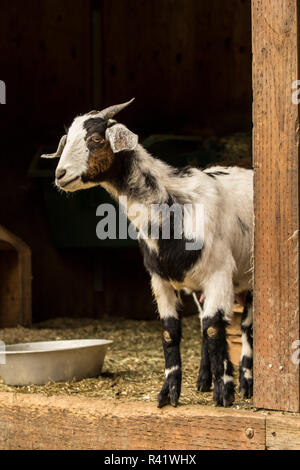 Issaquah, nello Stato di Washington, USA. Adulto doe razza mista e Nubian Boer goat guardando fuori dal fienile. (PR) Foto Stock