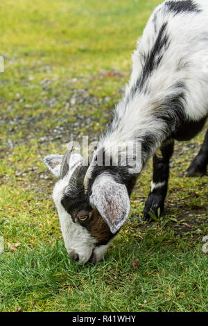 Issaquah, nello Stato di Washington, USA. Adulto doe razza mista e Nubian Boer pascolo di capra sull'erba. (PR) Foto Stock