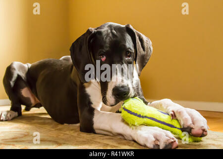 Sei mesi Alano cucciolo masticare un giocattolo. (PR) Foto Stock