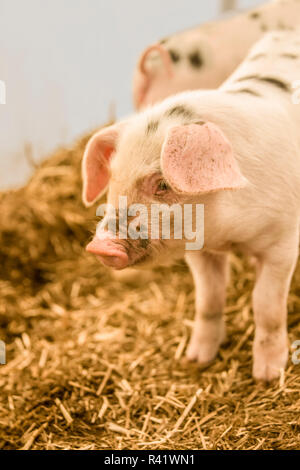 Garofano, nello Stato di Washington, USA. Gloucestershire Old Spots piglet in piedi in un maiale di plastica shelter. (PR) Foto Stock