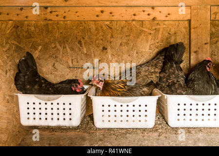 Garofano, nello Stato di Washington, USA. Black Australorp polli sono noti per essere buona nest sitter e madri. Il golden pollo è un Ameraucana. (PR) Foto Stock