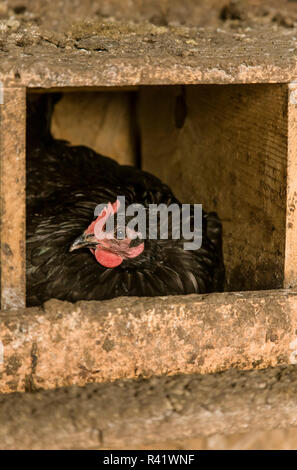 Garofano, nello Stato di Washington, USA. Black Australorp polli sono noti per essere buona nest sitter e madri. (PR) Foto Stock