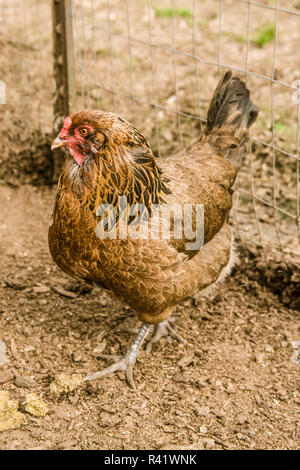 Garofano, nello Stato di Washington, USA. Ameraucana gallina a camminare in una penna. (PR) Foto Stock