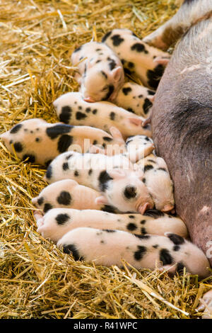 Issaquah, nello Stato di Washington, USA. Maialini Kunekune assistenza infermieristica. Il kekune è una piccola razza di suini domestici provenienti dalla Nuova Zelanda. Foto Stock