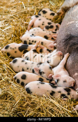 Issaquah, nello Stato di Washington, USA. Maialini Kunekune assistenza infermieristica. Il kekune è una piccola razza di suini domestici provenienti dalla Nuova Zelanda. Foto Stock