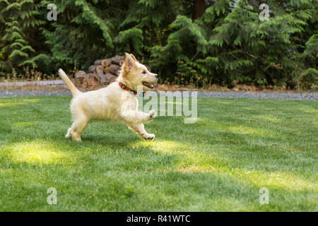 Issaquah, nello Stato di Washington, USA. Golden Retriever cucciolo in esecuzione nel suo cortile. (PR) Foto Stock