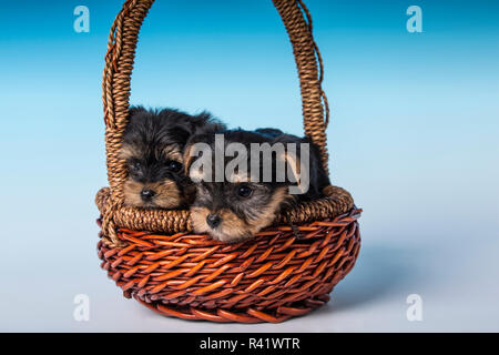 Due tazzina Yorkshire Terrier cuccioli seduti in un piccolo cesto. (PR) Foto Stock