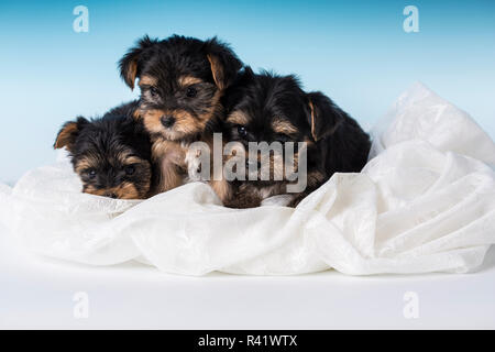 Tre Yorkshire Terrier cuccioli, talvolta chiamato tazzina Yorkies. (PR) Foto Stock