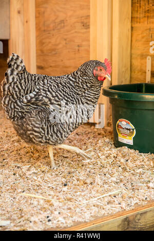 Issaquah, nello Stato di Washington, USA. Bloccate Plymouth Rock hen nella parte anteriore di un fienile. (PR) Foto Stock