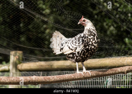 Issaquah, nello Stato di Washington, USA. Il argento costellato di razza di Amburgo ha guadagnato loro stessi una reputazione di essere intolleranti di confinamento. Foto Stock