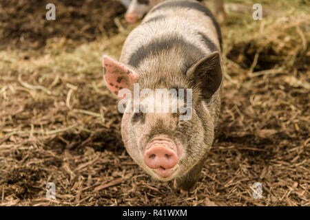 Issaquah, nello Stato di Washington, USA. Il Kunekune è una piccola razza di maiale domestico con un docile, natura amichevole e sono ora spesso tenuti come animali domestici. Foto Stock