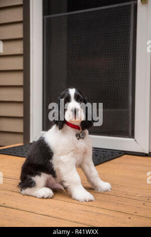 Issaquah, nello Stato di Washington, USA. Di due mesi di età Springer Spaniel cucciolo seduto fuori di casa sua in veranda. (PR) Foto Stock