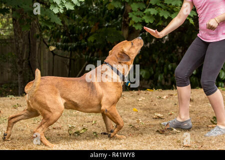 Issaquah, nello Stato di Washington, USA. Redfox Labrador essendo formati da un figlio di 11 anni ragazza a soggiorno. (PR,MR) Foto Stock