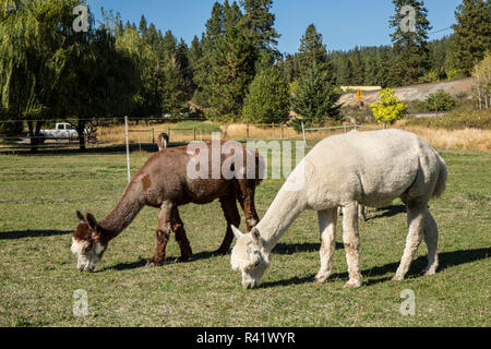 Leavenworth, nello Stato di Washington, USA. Alpaca alimentare al pascolo a matita viola Ranch. (PR) Foto Stock