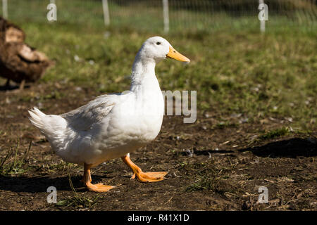 Garofano, nello Stato di Washington, USA. Free-range Pekin duck a piedi, con un Campbell anatra in background. (PR) Foto Stock